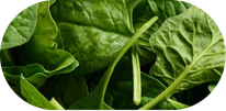 Fresh leafy greens